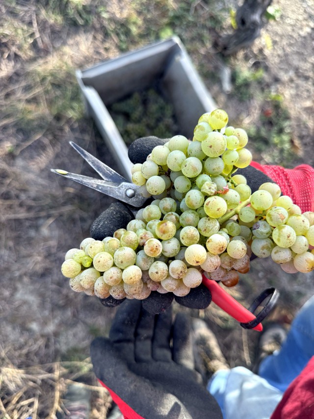 Weinlese 2026 abgeschlossen: Die Ernte ist im Keller
