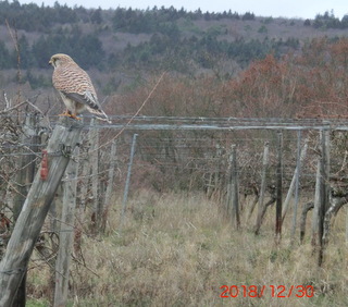 Falke mit Beute.