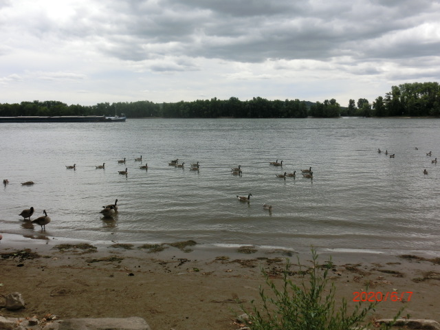 Rheinufer in Geisenheim