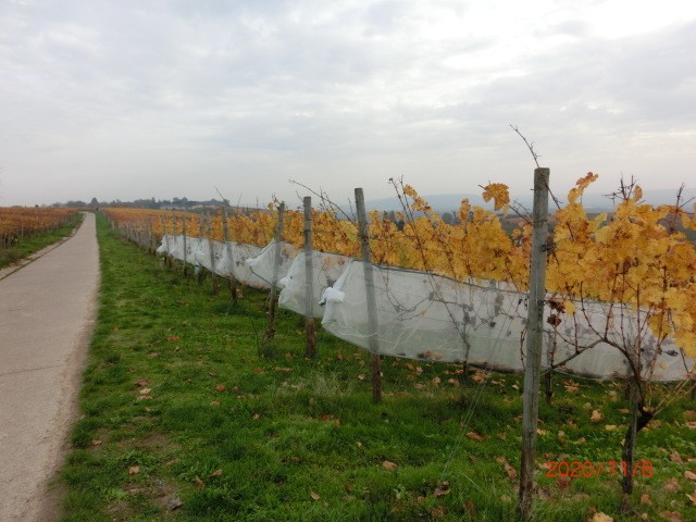 Zeilen in Folie eingewickelt.