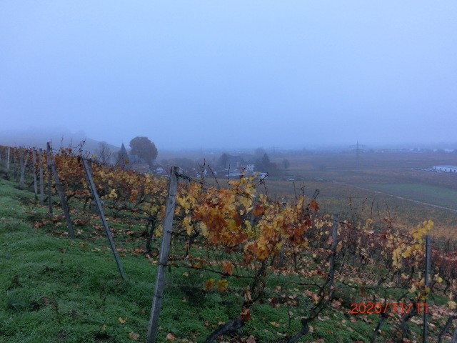 Zeilen im Nebel