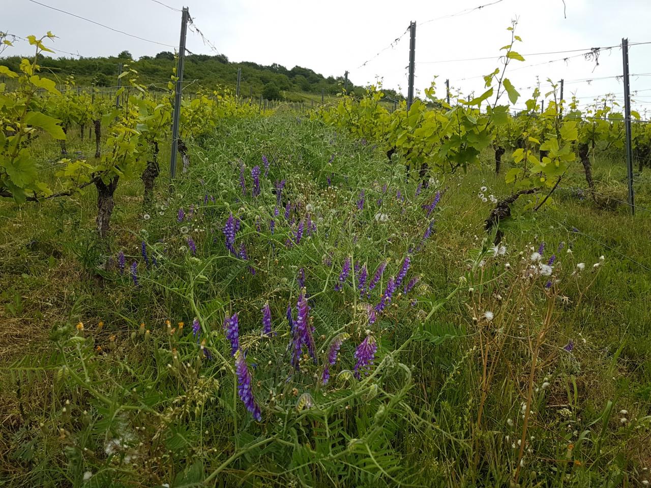 Winterwicken in den Weinbergszeilen - Foto Jochen Neher