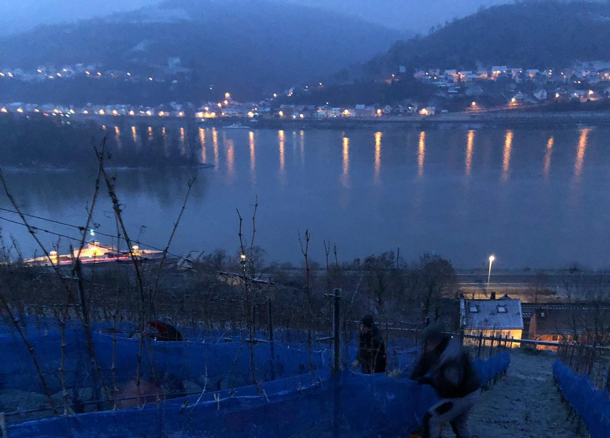 Während der Lese mit Blick auf Fähre und Rhein
