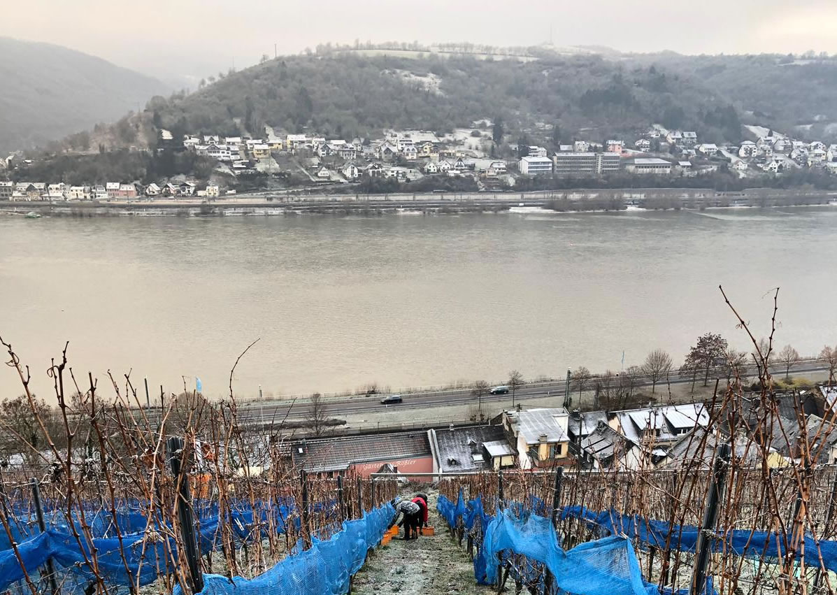 Blick in die Zeilen während der Eisweinlese
