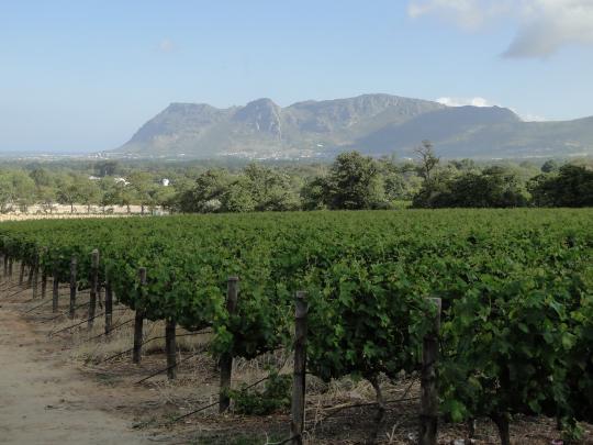 Unterhalb des Tafelbergs gedeiht Riesling