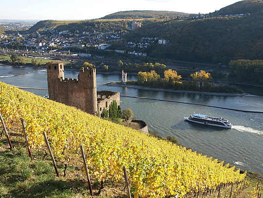 Rüdesheimer Berg Schlossberg mit Blick auf Burg Ehrenfels