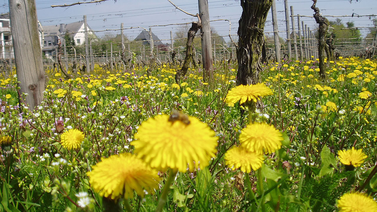 In den Weinbergen blüht der Löwenzahn