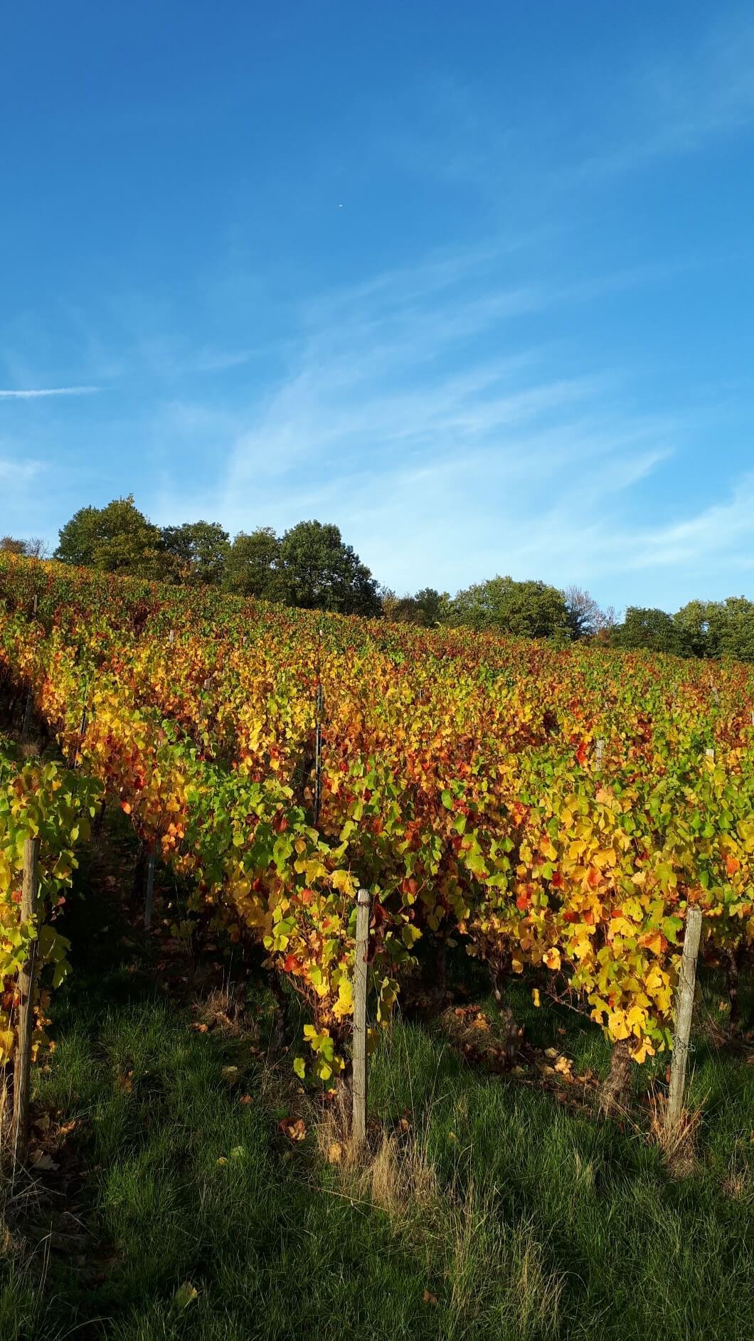 Herbstfärbung im Assmannshäuser Hinterkirch