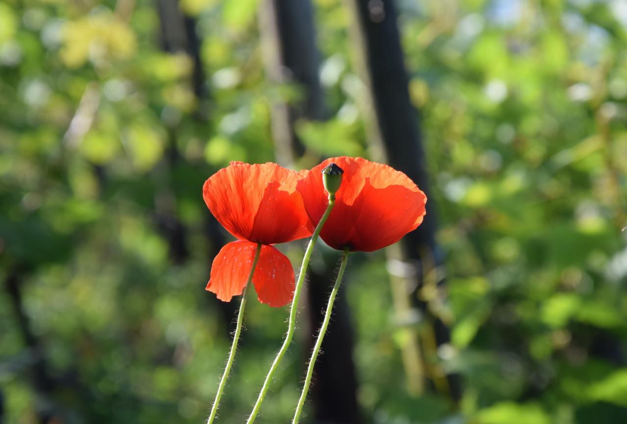 Mohnblumen in den Weinbergen - welch eine Farbenpracht fürs Auge! Foto E. Kunz