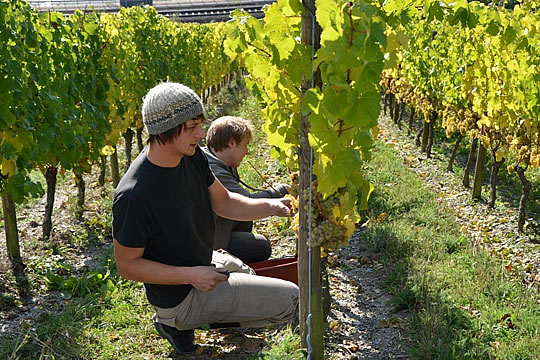 Handlese in Lorcher Steillage, Foto Annette Barth