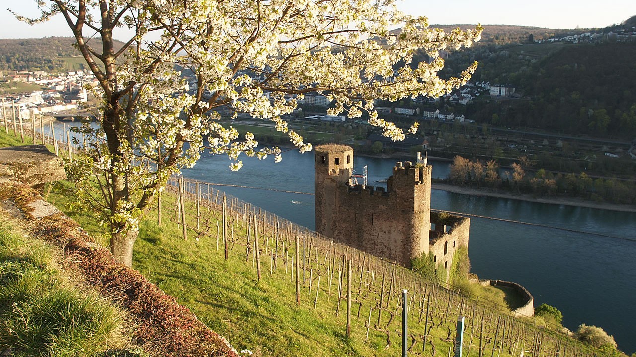 Blick auf Ruine Ehrenfels