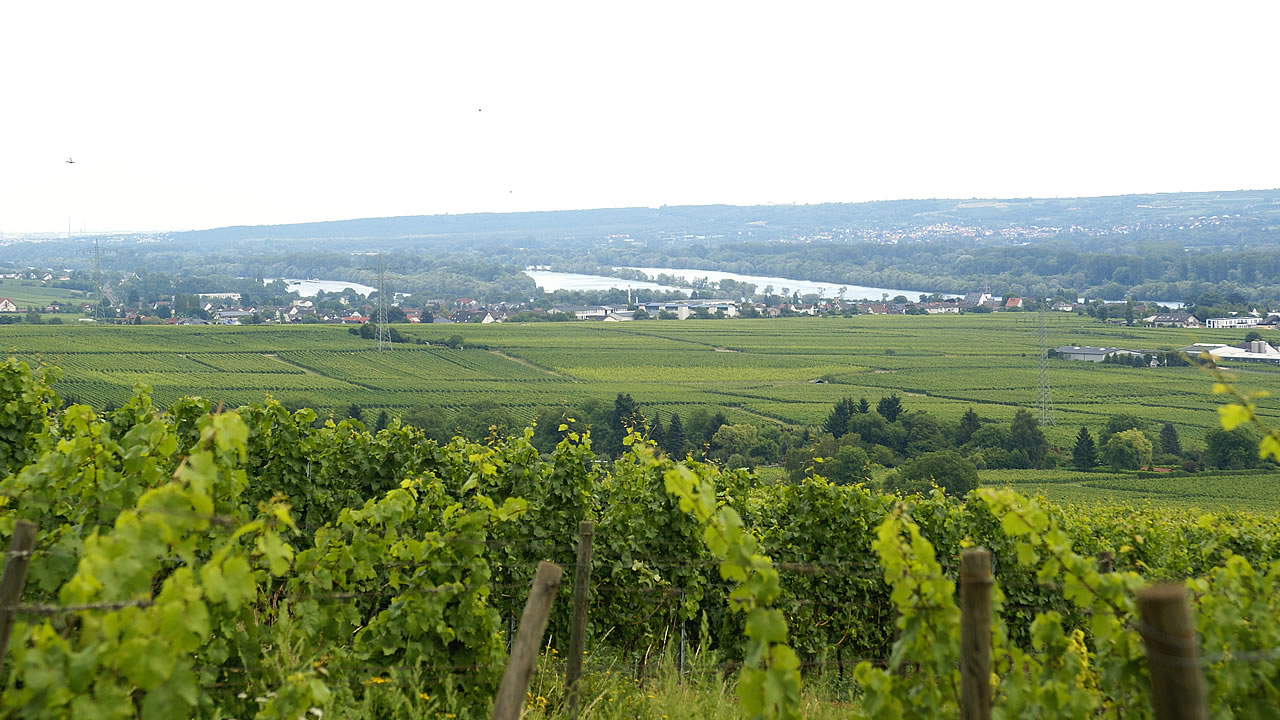 Herrliche Rheingaulandschaft