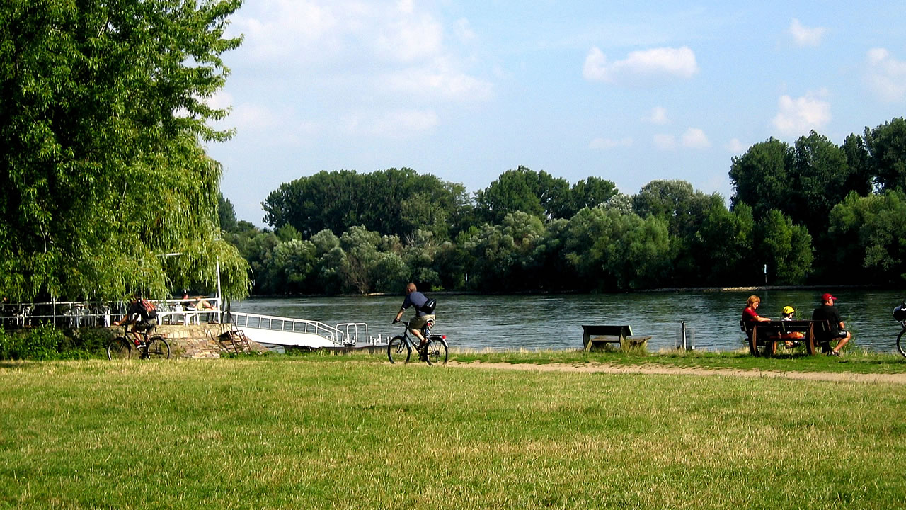 Am Rheinufer bei Hattenheim