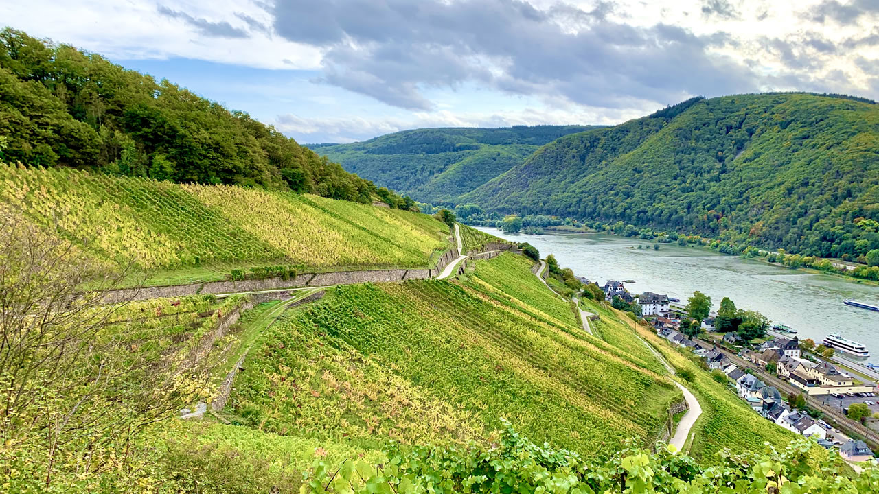 Weinberge in der Nähe von Assmannshausen am Rhein