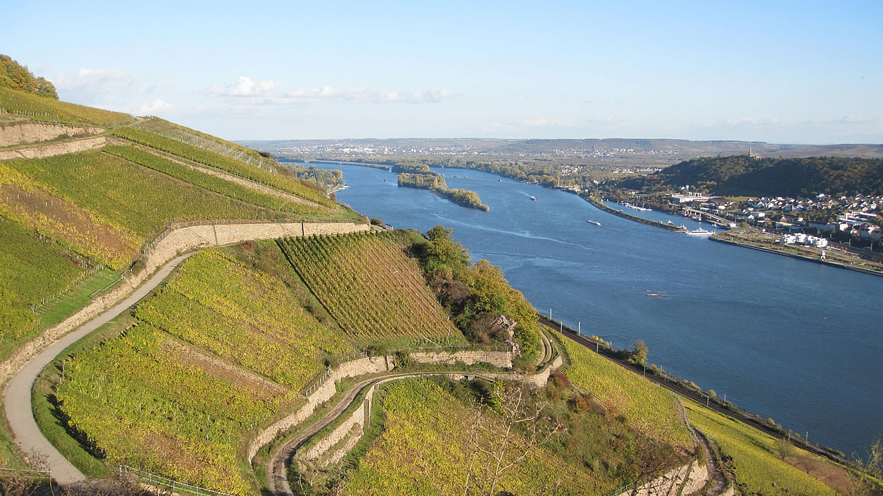 Blick über den Rhein und die Weinberge bei Rüdesheim