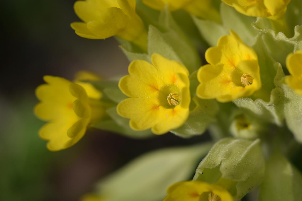 Schlüsselblumen - Foto A. Kunz