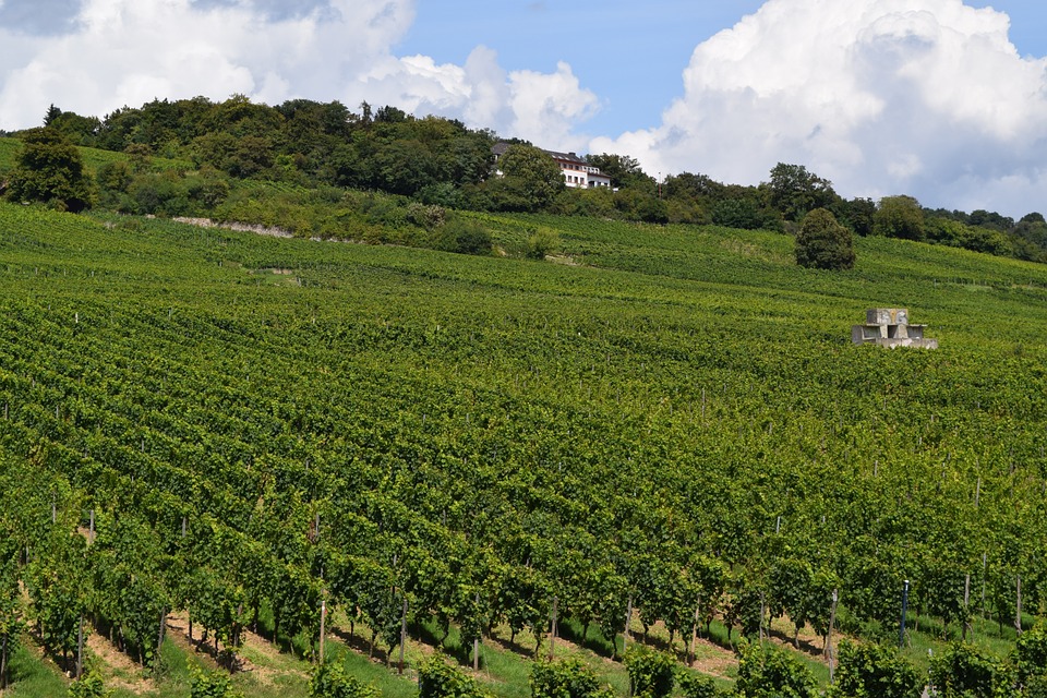 Weinberge bei Rüdesheim - Foto: VeraWit/pixabay (CC0 1.0)