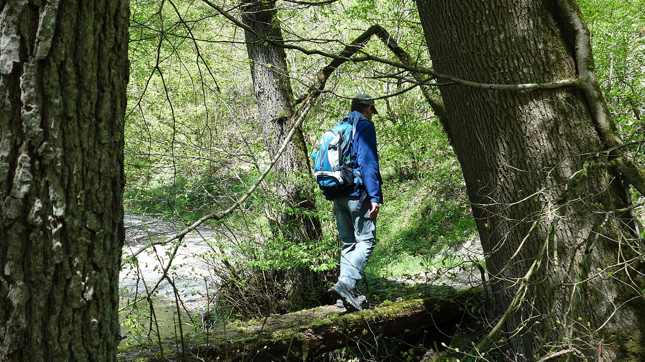 Eine einfache Brücke führt den Wanderer über den Bach