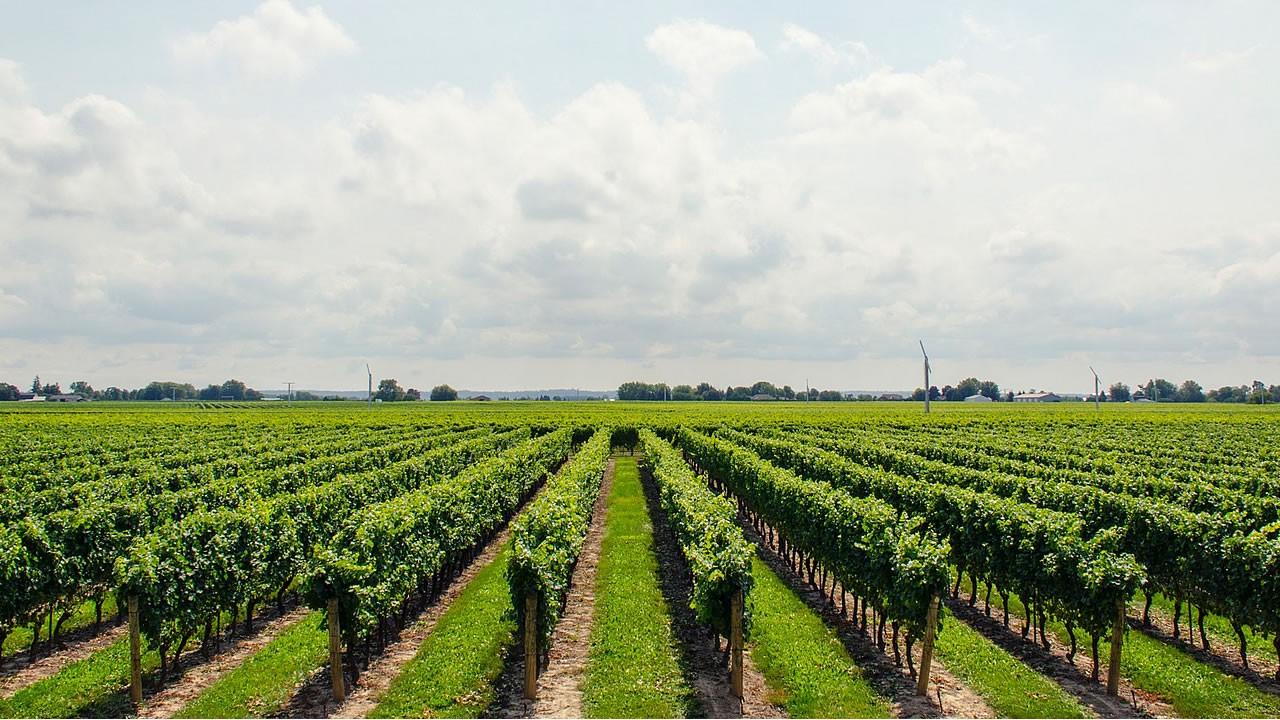 Blick über die Weinberge in Rheinhessen