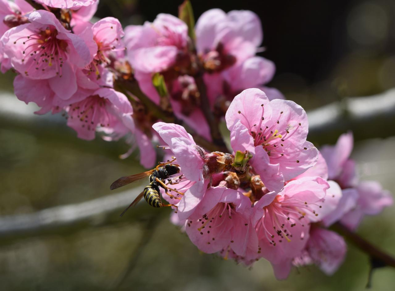 Auch Insekten erfreuen sich am Weinbergspfirsich - Foto A. Kunz