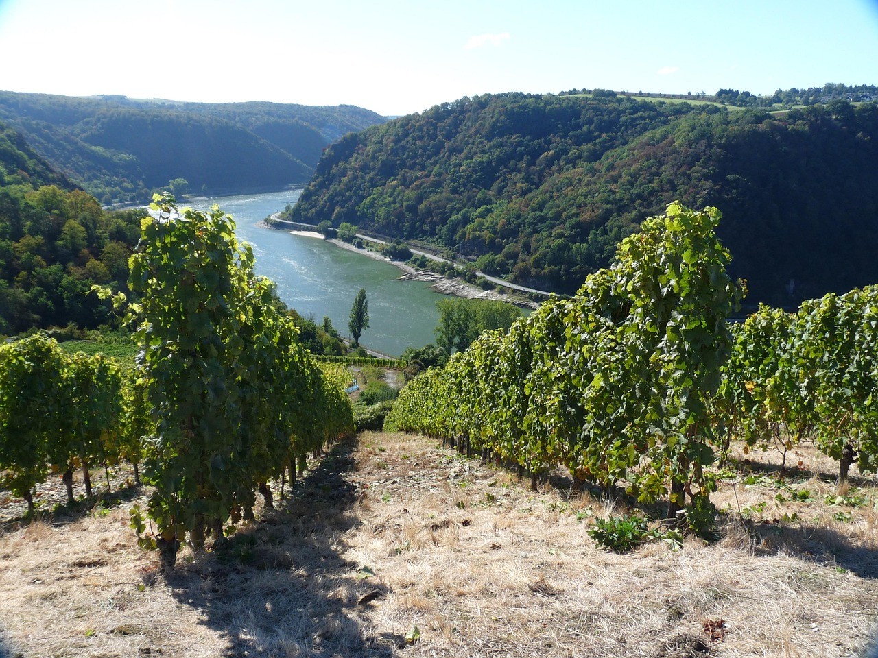 Der Rheingau lebt und lässt sich nicht nur als Foto, sondern auch als Fotoleinwand festhalten