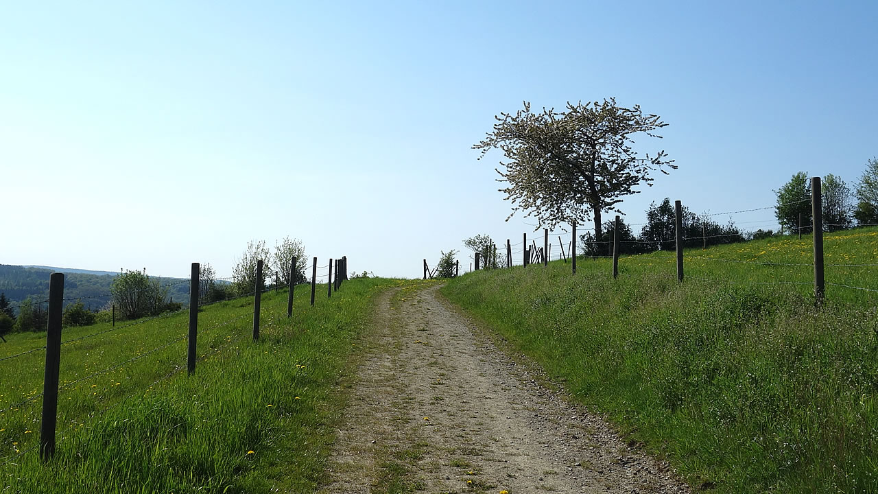 Natur pur in der Nähe von Espenschied