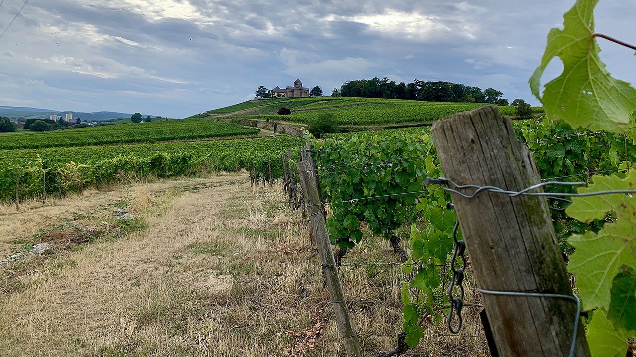 Blick auf Schloss Johannisberg