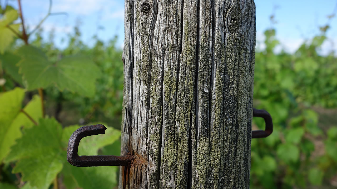 Weinbergsstickel