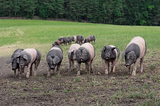 Schwäbisch Hällische Landschweine auf der Wiese