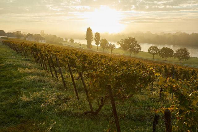 Weinbergslage Pfaffenberg mit Blick auf den Rhein