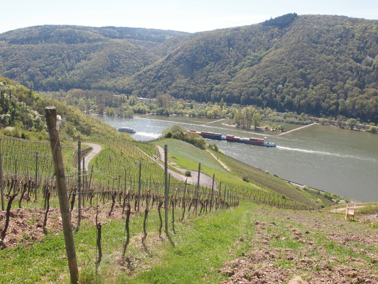 Blick über die Weinberge des Frankenthals auf den Rhein