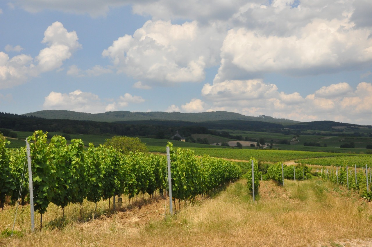Rebenlandschaft