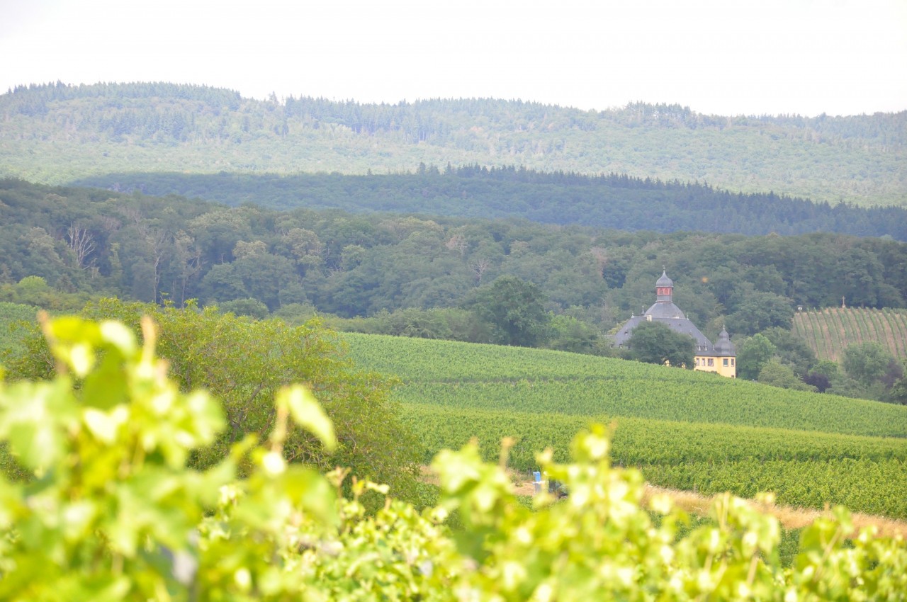 Landschaft mit Schloss Vollrads