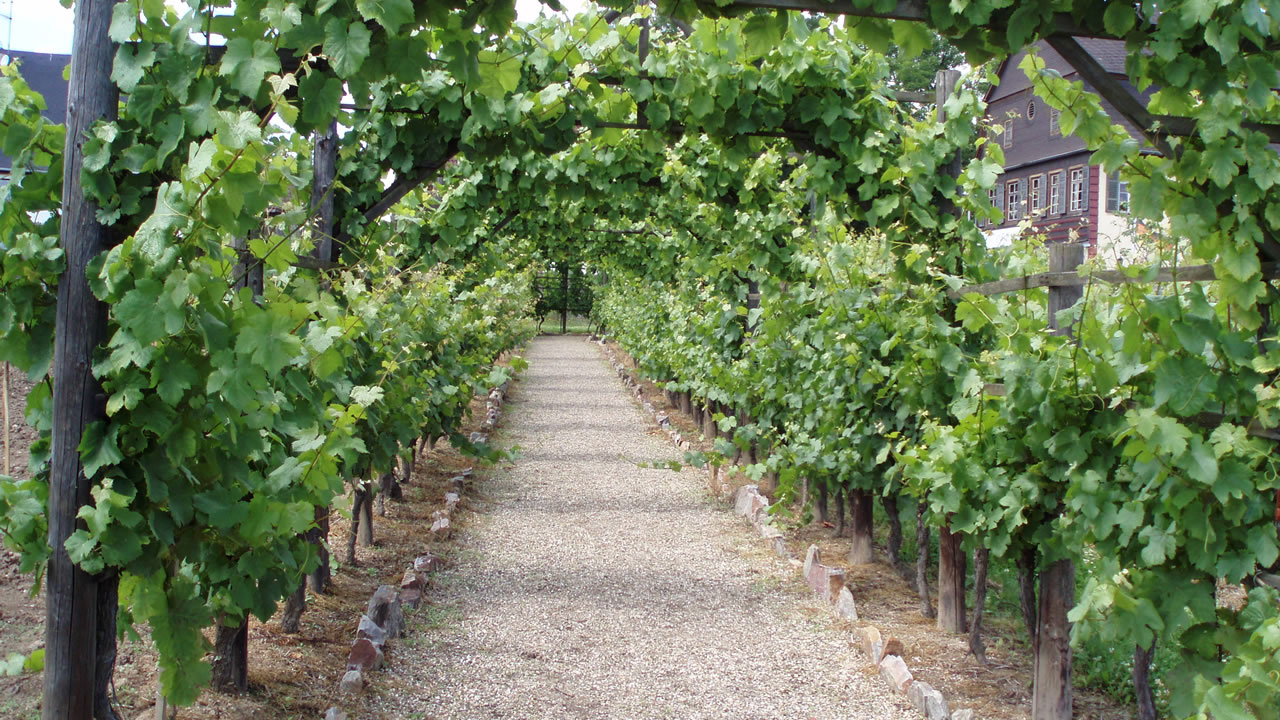 Der Laubengang im Park vom Brentanohaus