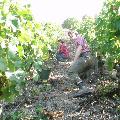 Ganz schön steil in den Weinbergen