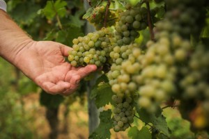 50 Euro Weingut Molitor Gutschein